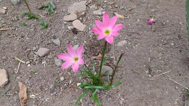 spring crocus rosepink zephyr lily Zephyranthes minuta Amaryllis minuta flowers in the garden rock