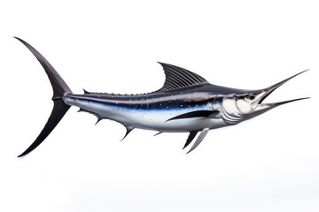 Black Marlin Istiompax Indica fish isolated on white background