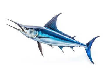 Obraz premium Blue Marlin Makaira Nigricans fish isolated on white background