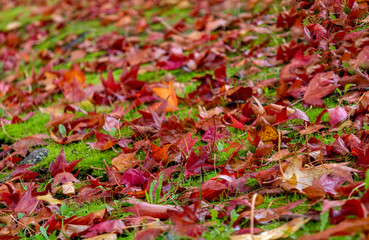 Autumnal colors background