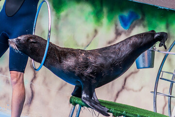 fur seal twirls a hoop around his neck in a dolphinarium
