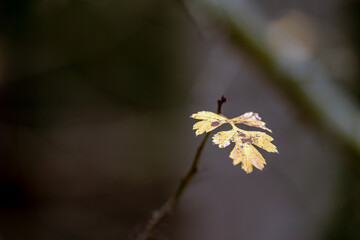 leaf on a flower, nacka,sverige,swede,nature,stockholm,sverige,Mats