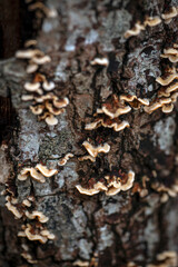 close up of a bark, nacka,sverige,swede,nature,stockholm,sverige,Mats