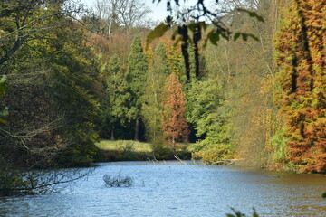 L'arbre à feuillage brun au bout de l'étang de la Longue Queue au domaine du château de la Hulpe 