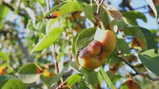 Disease of pear trees, rust spots on the leaves. The fruit tree is infected with a fungus, yellow rust. The pear leaf is affected by Gymnosporangium sabinae. fruit pear.
