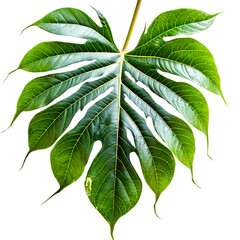 Isolated fresh leaf white background 