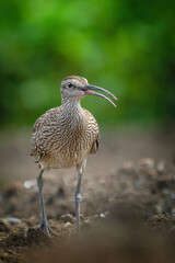 Eurasian whimbrel