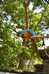A closeup of a beautiful, colorful yellow and blue bird in a birds' park in Bali, Indonesia