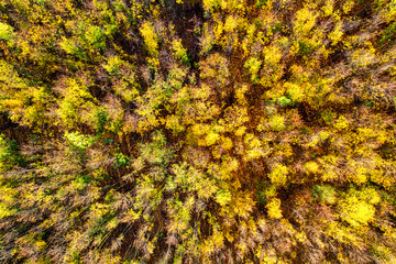 Bunt gefärbter dichter Herbstwald von oben gesehen
