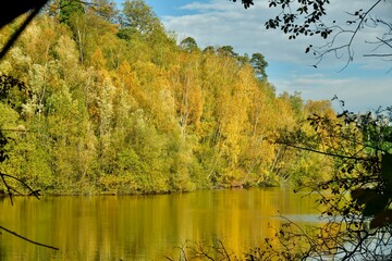 Feuillage dorée des arbres jusqu'au raz de l'eau d'une forêt très dense en automne au domaine du...