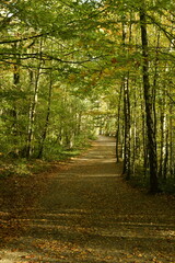 Chemin ombragé traversant un bois assez dense en automne au domaine du château de la Hulpe 
