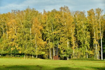 Obraz premium Feuillage doré des arbres longeant une prairie au domaine du château de la Hulpe