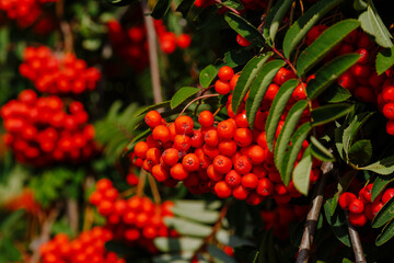 Common rowan ( lat. Sorbus aucupária ) is a tree , a species of the genus Rowan ( Sorbus )
