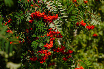 Obraz premium Common rowan ( lat. Sorbus aucuparia ) is a tree , a species of the genus Rowan ( Sorbus )