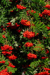 Common rowan ( lat. Sorbus aucupária ) is a tree , a species of the genus Rowan ( Sorbus )