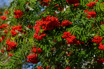 Common rowan ( lat. Sorbus aucupária ) is a tree , a species of the genus Rowan ( Sorbus )