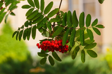 Common rowan ( lat. Sorbus aucupária ) is a tree , a species of the genus Rowan ( Sorbus )