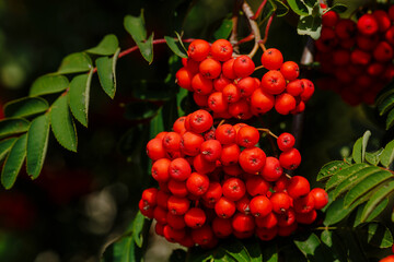 Common rowan ( lat. Sorbus aucuparia ) is a tree , a species of the genus Rowan ( Sorbus )