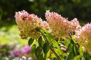Hydrangea paniculata, the panicled hydrangea, is a species of flowering plant in the family Hydrangeaceae