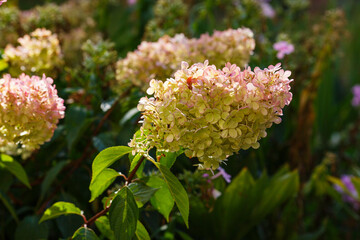 Hydrangea paniculata, the panicled hydrangea, is a species of flowering plant in the family Hydrangeaceae
