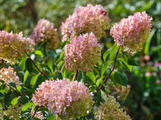 Hydrangea paniculata, the panicled hydrangea, is a species of flowering plant in the family Hydrangeaceae