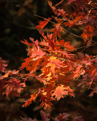 Jesienne liście © Robert