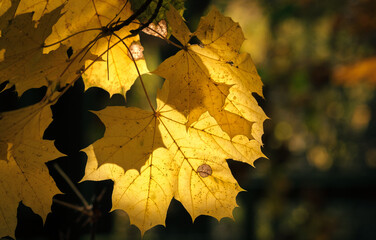Jesienne liście © Robert