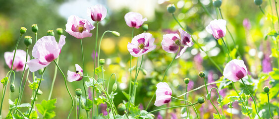 Blooming poppy flowers in a garden. Poppies meadow - obrazy, fototapety, plakaty