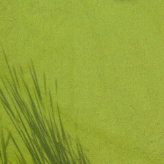 Green microalgae on the surface of the water.