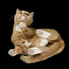 Portrait of beautiful brown cat isolated on black background, bottom view, square photo