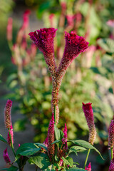 Celosia ( lat. Celosia ) is a genus of plants of the Amaranth family ( Amaranthaceae )