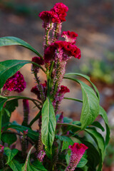 Celosia ( lat. Celosia ) is a genus of plants of the Amaranth family ( Amaranthaceae )