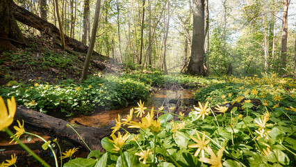 Lesser celandine or pilewort flower blooming in a sunny spring forest by a stream