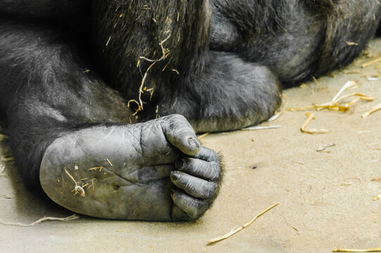 Foot of a gorilla with the toes curled up like a hand.
