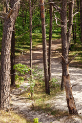 Pine forest tree trunks, high angle view photo, from dunes to forest