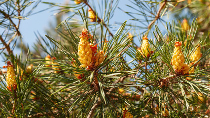 Young yellow pine cones on long shoots. Pinus densiflora Umbraculifera.