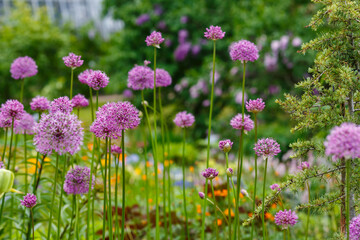 Giant Onion (Allium Giganteum) blooming. Field of Allium or ornamental onion