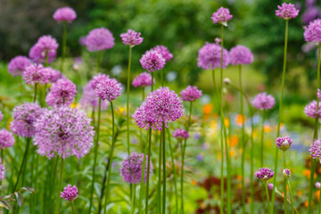 Giant Onion (Allium Giganteum) blooming. Field of Allium or ornamental onion