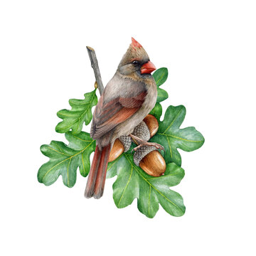 Red cardinal female bird on oak tree branch. Watercolor illustration. Hand drawn forest bird perched on oak twig. Northern cardinal sits on a branch with leaves and acorns element. White background