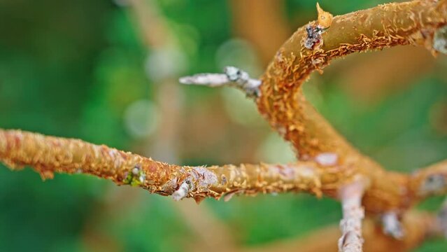 Macro of the Arrayan Tree in Bariloche