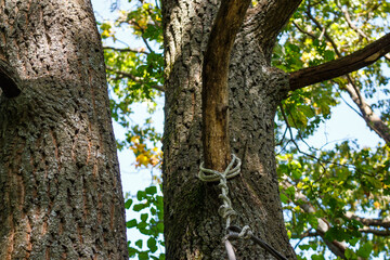 A cable tied to a dried oak branch in the forest
