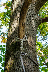 A cable tied to a dried oak branch in the forest