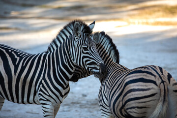 The plains zebra (Equus quagg) , also known as the common zebra