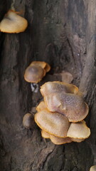 Nature's Silent Symphony: Mushrooms Flourish on a Fallen Giant