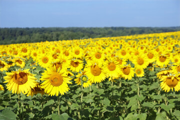 Yellow Sunflower close up. Yellow-blue colors. The colors of Ukraine. Clear blue sky. Sunflowers blooming on clear sky background. Agricultural field with sunflowers for background. Sunflower blooming