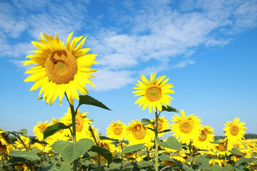 Sunflower field and blue sky. Sunflower blooming