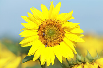 Agricultural field with sunflowers for background. The colors of Ukraine. Yellow-blue colors. Clear blue sky. Sunflower on the background of the sky. Macro shot of a bee on a sunflower.