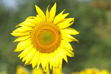 Yellow Sunflower close up. Agricultural field with sunflowers for background. Perfect wallpaper. Sunflower blooming. Sunflower natural background. Organic Farming. Gardening. 
Nature concept
