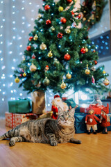 Tabby cat lies on the floor near colorful gifts under a decorated Christmas tree