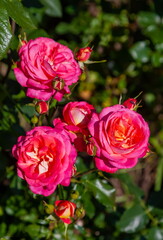 Rose flowers close-up on a background of greenery in summer